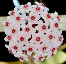 Hoya carnosa usato Hoya carnosa usato  Napoli