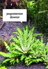 Pogostemon downoii plantes d'occasion  Crécy-la-Chapelle