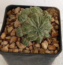 aztekium ritteri usato aztekium ritteri usato  Lecce