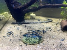 Lot crevettes neocaridina d'occasion  Saint-Brieuc