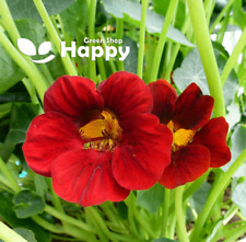 Nasturtium fiery festival for sale  DONCASTER