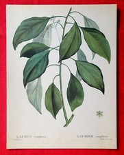 Laurier camphrier planche d'occasion  Montpezat-de-Quercy