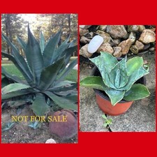 Large size agave for sale  Collinston
