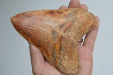 Massive near megalodon for sale  UK
