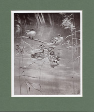 Peter scott teal for sale  SPALDING