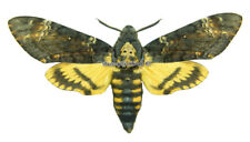 Unmounted butterfly sphingidae for sale  Shipping to United Kingdom