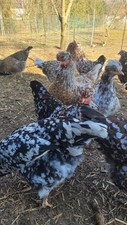 Schwedische blumenhühner scho gebraucht kaufen  Monheim