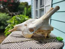 Real african giraffe for sale  Hampton
