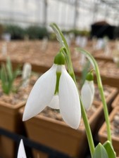 Galanthus elwesii louise for sale  BURY ST. EDMUNDS