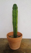 Säulenkaktus echinopsis gebraucht kaufen  Schöllnach