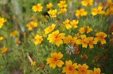 Yauhtli tagetes lucida gebraucht kaufen  Bayreuth