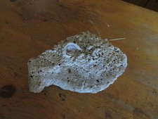 Echter korallen stein gebraucht kaufen  Altenkirchen, Gries, Ohmbach