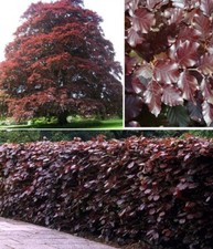 Copper beech purple for sale  BROCKENHURST