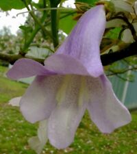 Paulownia tomentosa foxglove for sale  San Francisco