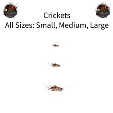 Live crickets size for sale  Chardon