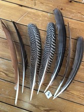 Plume paon strié d'occasion  Eaubonne