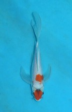 8.5 tancho kohaku for sale  Estill