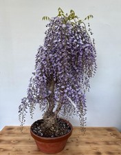 Bonsai wisteria floribunda gebraucht kaufen  Böhl-Iggelheim