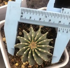 3.5 4cm geohintonia for sale  Shipping to United Kingdom