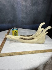 Elk jaw bones for sale  Knoxville