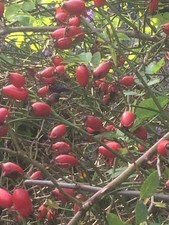 guglhupf gebraucht kaufen guglhupf gebraucht kaufen Glauchau-Umland