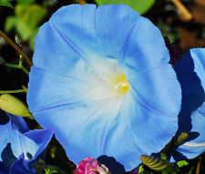 MORNING GLORY HEAVENLY BLUE Ipomoea Tricolor - 1.200 Sementes Não Tratadas, usado comprar usado  Enviando para Brazil