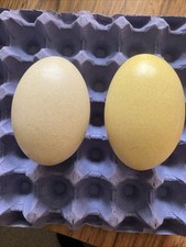 Rhea eggs for sale  TRURO