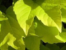 Golden boston ivy for sale  Wadsworth