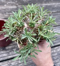 Euphorbia bupleurifolia susann for sale  MALDON