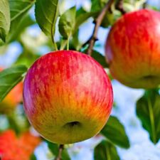 Fuji apple malus for sale  Trabuco Canyon