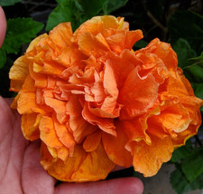 Exotic tropical jane for sale  Miami