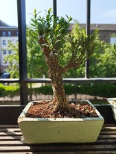 Japanese boxwood bonsai for sale  EDINBURGH