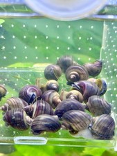 Purple mystery snails for sale  Brandon