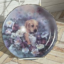 1994 yellow lab for sale  North Branch