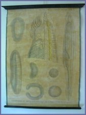 Affiche scolaire planche d'occasion  Agde