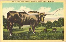 Texas texas long for sale  Lakewood