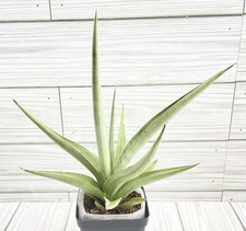 sansevieria snake plant for sale sansevieria snake plant for sale Winchester