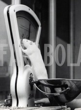 Vintage animali regno usato  Roma