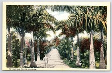 Cartão postal FL Royal Palm Trees Florida borda branca não publicado vintage PC N300 comprar usado Cartão postal FL Royal Palm Trees Florida borda branca não publicado vintage PC N300 comprar usado  Enviando para Brazil