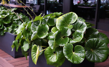 Live plant 2ft for sale  USA