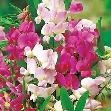 200 seeds everlasting for sale  READING