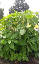 Angel yellow trumpet for sale  Marion