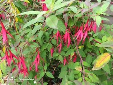 Fuchsie riccartonii winterhart gebraucht kaufen  Wülfrath