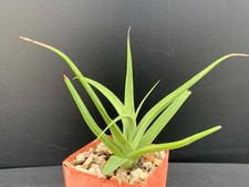 Agave bracteosa squid for sale  Marana