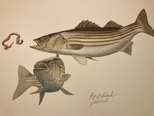Large guy coheleach for sale  Lexington