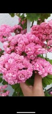Australien pink geranie gebraucht kaufen  Fulda