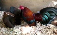 Npip clean red for sale  Columbia City