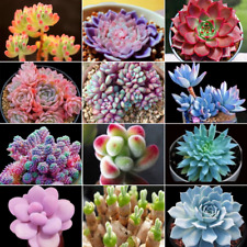 100 pièces de plantes succulentes Witchford Lithops graines, graines de cactus comprar usado  Enviando para Brazil