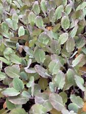 Purple sprouting broccoli for sale  CAMBORNE