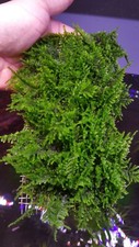 Portion vesicularia thai for sale  Bellerose